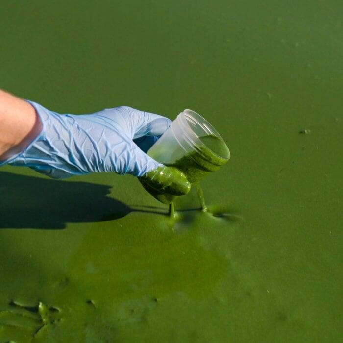 biofilm testing in a pond