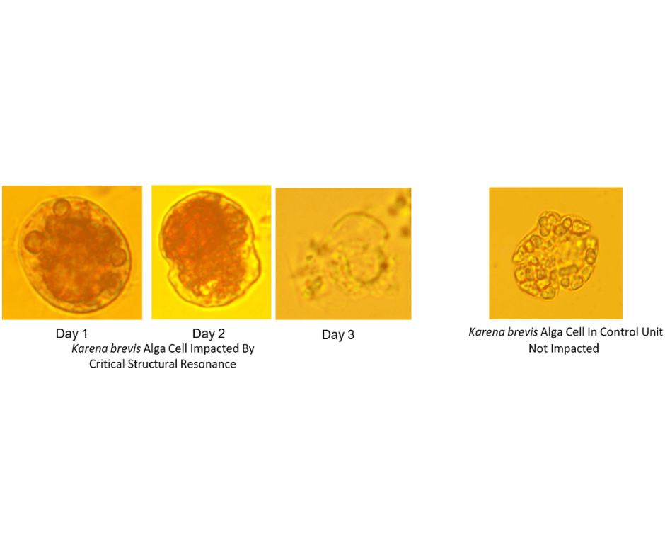 Case Study: Ultrasonic Success Against Harmful Algae