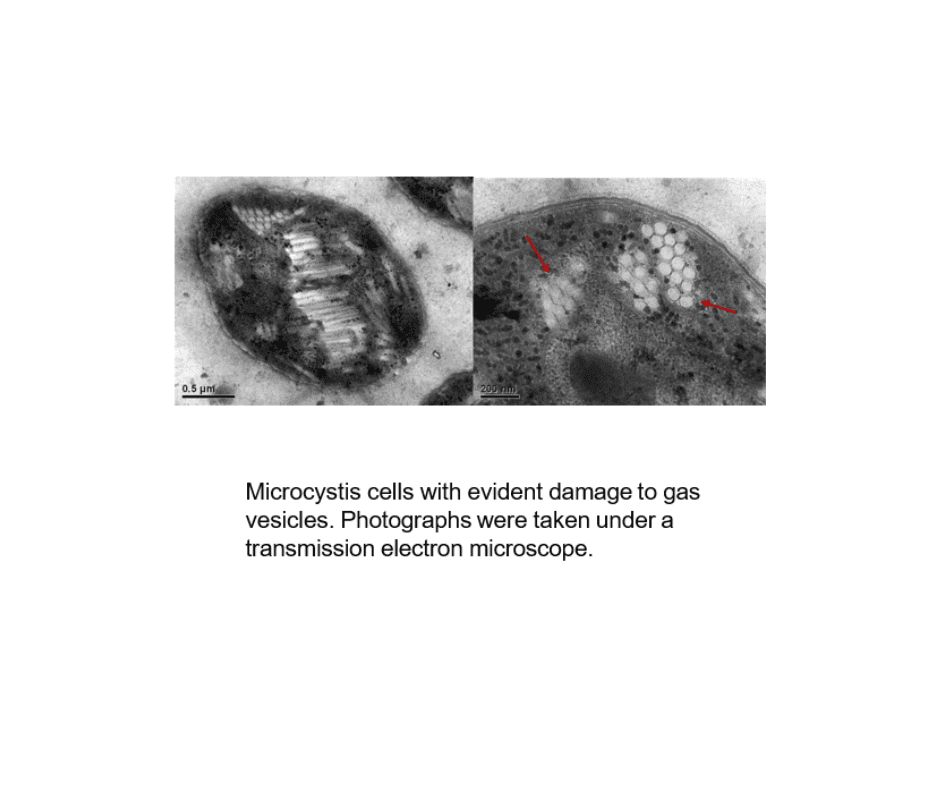 Transmission electron microscope images showing gas vesicle damage.