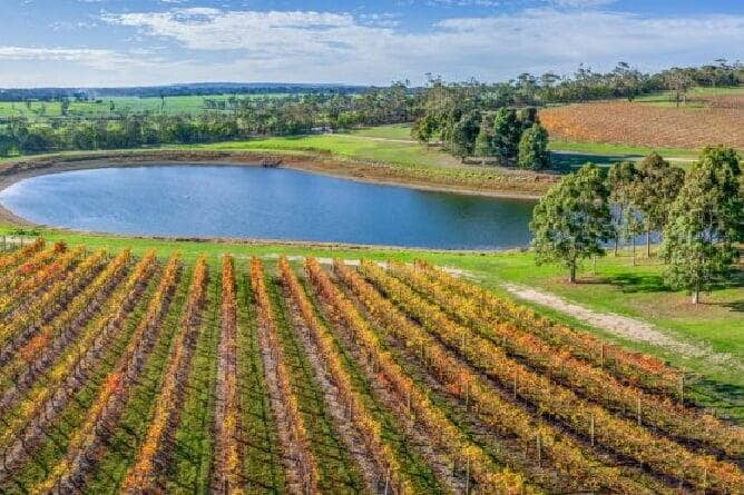 Breathtaking aerial view of a vineyard with rows of grapevines in autumn colours. A sparkling blue pond reflects the clear sky in the Mornington Peninsula, Australia.