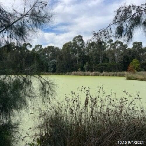 a picture of Gough Park Lake in NSW with its surface covered with duck weed