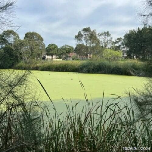 a picture of Gough Park Lake in NSW with its surface covered with duck weed - from a different view