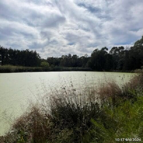 a picture of Gough Park Lake in NSW with its surface covered with duck weed - from a 3rd viewpoint
