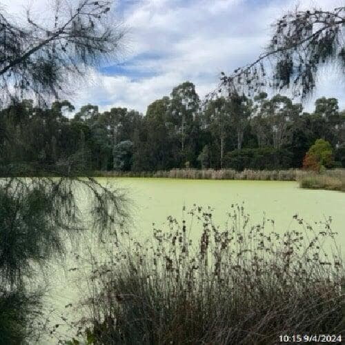 a picture of Gough Park Lake in NSW with its surface covered with duck weed, the same as the above picture but 2 weeks after PBE and live bacteria treatment