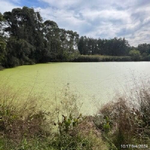 a picture of Gough Park Lake in NSW with its surface covered with duck weed, the same as the above picture but 2 weeks after PBE and live bacteria treatment