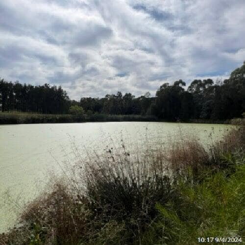 a picture of Gough Park Lake in NSW with its surface covered with duck weed, the same as the above picture but 2 weeks after PBE and live bacteria treatment