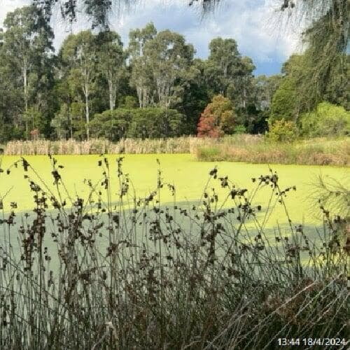 a picture of Gough Park Lake in NSW with its surface covered with duck weed, the same as the above picture but 3 weeks after PBE and live bacteria treatment
