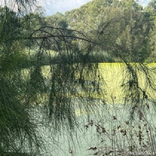 a picture of Gough Park Lake in NSW with its surface covered with duck weed, the same as the above picture but 3 weeks after PBE and live bacteria treatment
