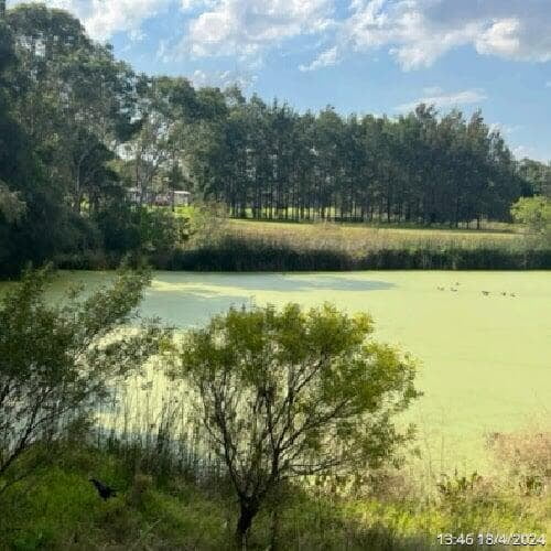 a picture of Gough Park Lake in NSW with its surface covered with duck weed, a different position to the above picture but 3 weeks after PBE and live bacteria treatment