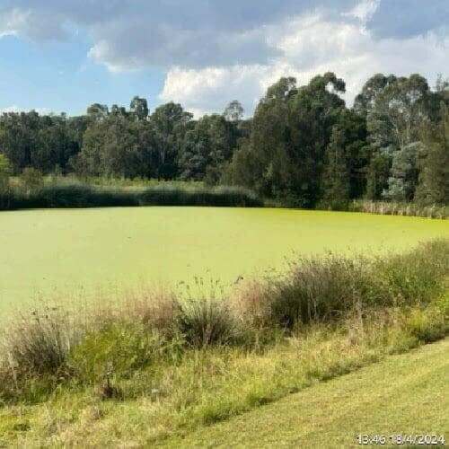 a picture of Gough Park Lake in NSW with its surface covered with duck weed, taken from a different angle to capture the sunlight but 4 weeks after PBE and live bacteria treatment