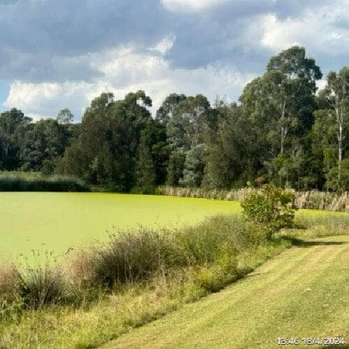 a picture of Gough Park Lake in NSW with its surface covered with duck weed, taken from a different angle to capture the sunlight but 4 weeks after PBE and live bacteria treatment