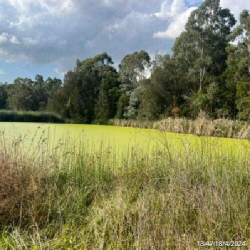 a picture of Gough Park Lake in NSW with its surface covered with duck weed, taken from a different angle to capture the sunlight but 4 weeks after PBE and live bacteria treatment