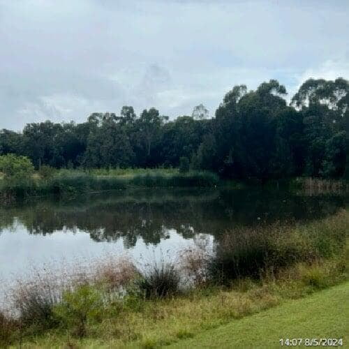 a picture of Gough Park Lake in NSW with the duck weed completely gone, with glistening water  after 5 weeks of PBE treatment and live bacteria added