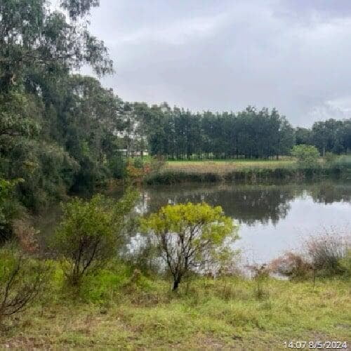 a picture of Gough Park Lake in NSW with the duck weed completely gone, with glistening water  after 5 weeks of PBE treatment and live bacteria addedtreatment