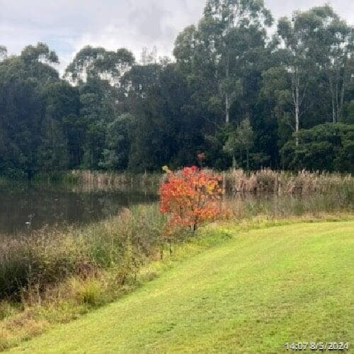 a picture of Gough Park Lake in NSW with the duck weed completely gone, with glistening water  after 5 weeks of PBE treatment and live bacteria added