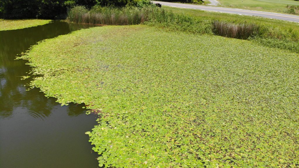 pond with aquatic plants